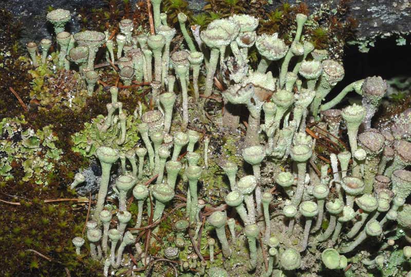 Cladonia pixydata